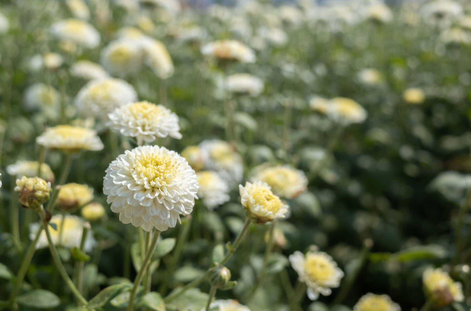 beautiful white chrysanthemum farm